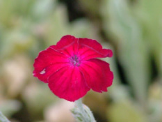 Lychnis coronariaPrikneus bestellen
